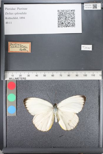 Media type: image;   Entomology 130139